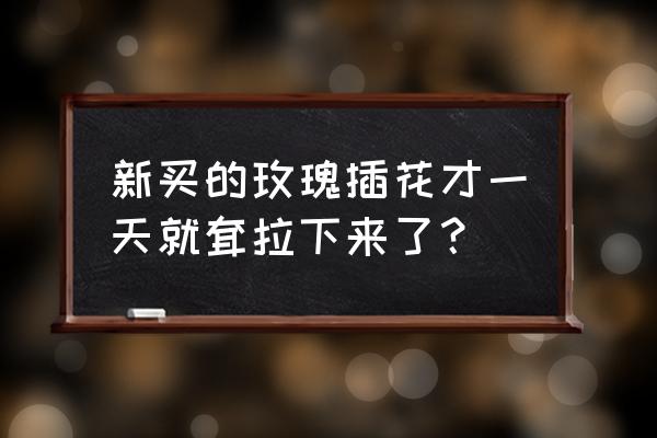 刚买的花就蔫了怎么办 新买的玫瑰插花才一天就耷拉下来了？