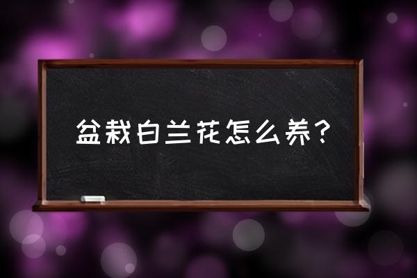 白兰花养殖要注意什么 盆栽白兰花怎么养？