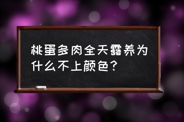 多肉全部露养方法 桃蛋多肉全天露养为什么不上颜色？