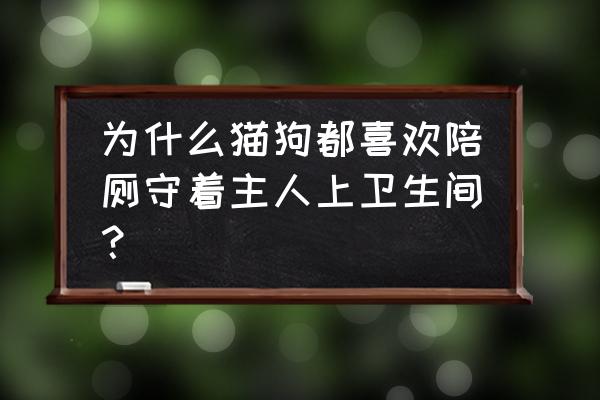 主人房设计带卫生间图 为什么猫狗都喜欢陪厕守着主人上卫生间？