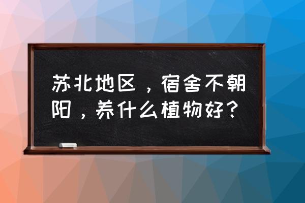 小齐养竹竽 苏北地区，宿舍不朝阳，养什么植物好？