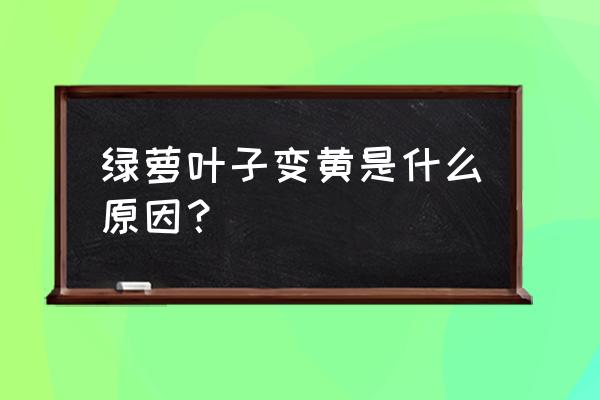 绿萝怎么叶子越养越发黄呢 绿萝叶子变黄是什么原因？