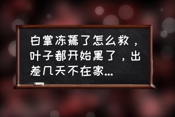 白掌适合室外养吗冬天 白掌冻蔫了怎么救，叶子都开始黑了，出差几天不在家，回来看着就不行了？