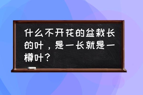 绿萝怎么养直立生长 什么不开花的盆栽长的叶，是一长就是一樽叶？