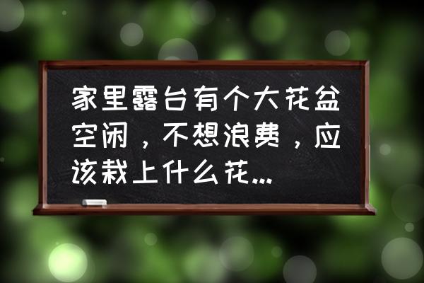 家里能养什么大型盆栽 家里露台有个大花盆空闲，不想浪费，应该栽上什么花或者树好看些？