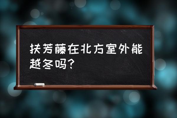 适合东北室内养的垂吊花哪种富贵 扶芳藤在北方室外能越冬吗？