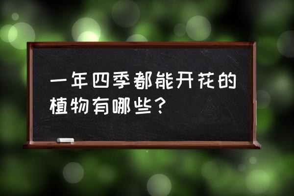 月季并排发三个芽怎么处理 一年四季都能开花的植物有哪些？