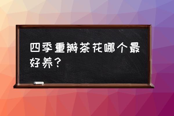 山茶花哪些品种不好养 四季重瓣茶花哪个最好养？