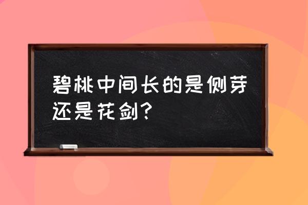 如何分辨多肉的花剑还是侧芽 碧桃中间长的是侧芽还是花剑？