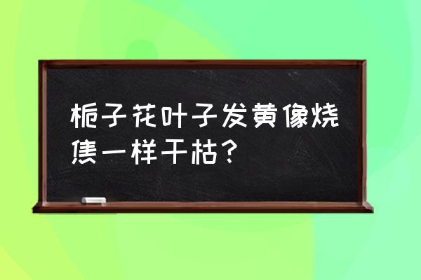 栀子花的叶子发黄了该怎么补救 栀子花叶子发黄像烧焦一样干枯？