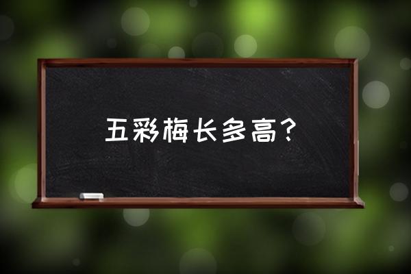 五色梅第二年还能开花吗 五彩梅长多高？