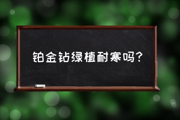 铂金蔓绿绒的养殖方法和注意事项 铂金钻绿植耐寒吗？