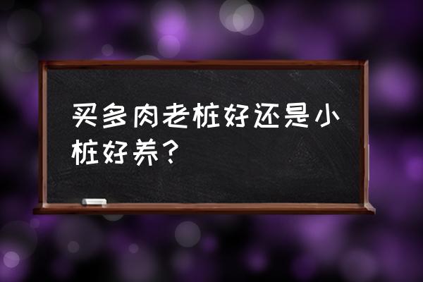 多肉老桩购买 买多肉老桩好还是小桩好养？