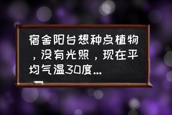 适合寝室养的小植物 宿舍阳台想种点植物，没有光照，现在平均气温30度，种什么好呢？