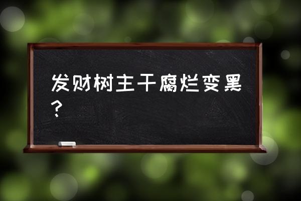 发财树发的新芽发黑死掉怎么回事 发财树主干腐烂变黑？