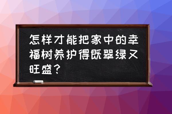 家里养花怎么养才能旺盛生长 怎样才能把家中的幸福树养护得既翠绿又旺盛？