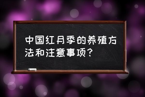 养月季的十大注意事项 中国红月季的养殖方法和注意事项？