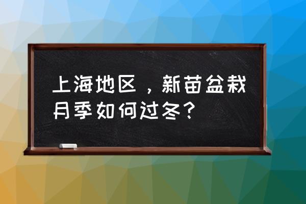 冬季月季花的养殖方法和注意事项 上海地区，新苗盆栽月季如何过冬？