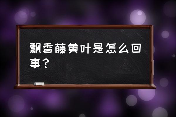 飘香藤叶子黄了怎么办 飘香藤黄叶是怎么回事？