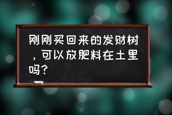 新买的发财树换盆方法 刚刚买回来的发财树，可以放肥料在土里吗？