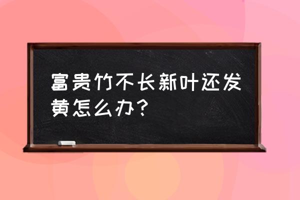 富贵竹不生长怎么处理 富贵竹不长新叶还发黄怎么办？