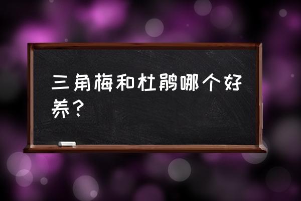 对土壤要求不高的室内四季绿植 三角梅和杜鹃哪个好养？