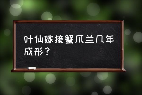 蟹爪莲怎样就嫁接活了 叶仙嫁接蟹爪兰几年成形？