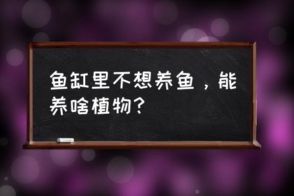 最好养的植物你们知道吗 鱼缸里不想养鱼，能养啥植物？