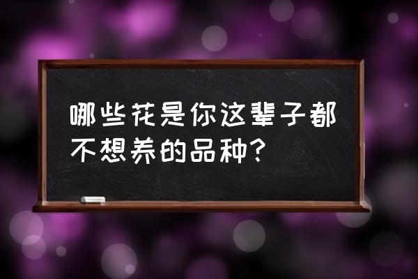 最难养的吊篮有哪些 哪些花是你这辈子都不想养的品种？