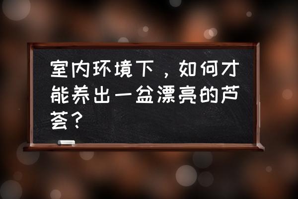 教懒人养芦荟最好养的方法 室内环境下，如何才能养出一盆漂亮的芦荟？